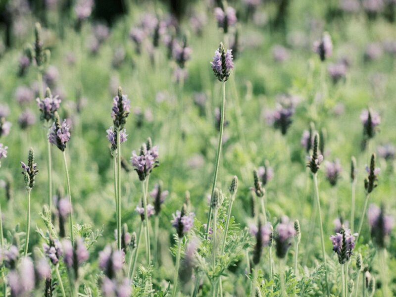A field of lavender flowers in full bloom, showcasing nature's serene beauty in a garden setting.