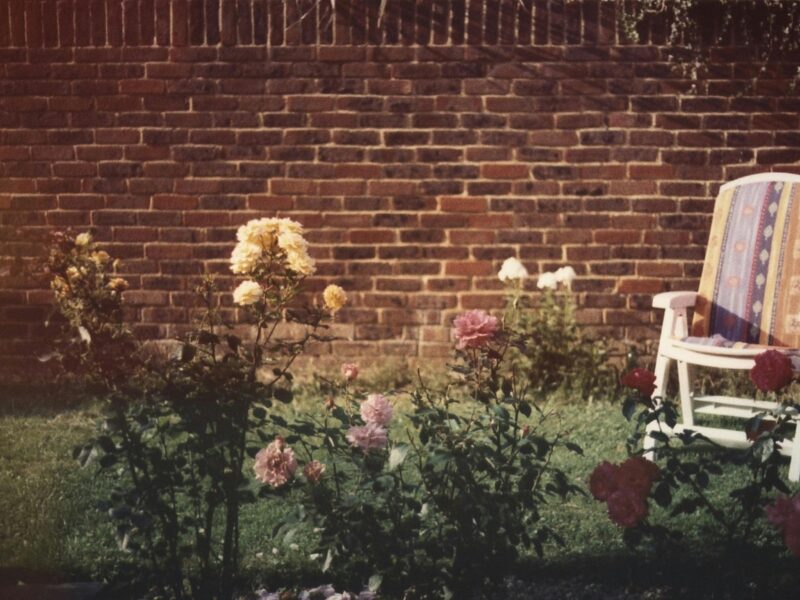 A nostalgic garden view with roses and a wooden chair against a brick wall.